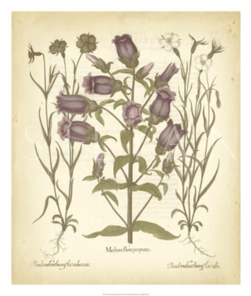 Tinted Besler Botanical II