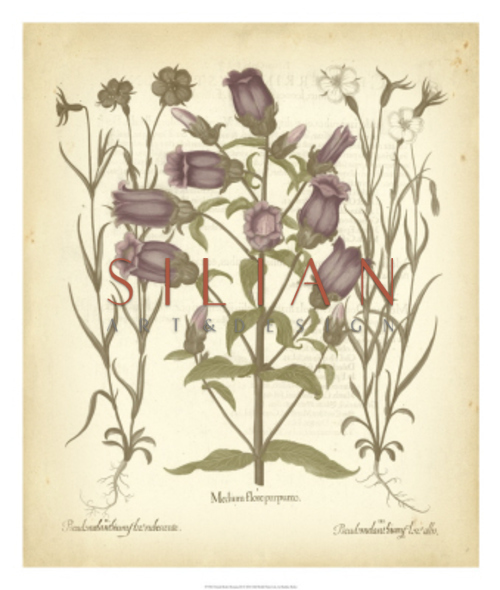 Tinted Besler Botanical II