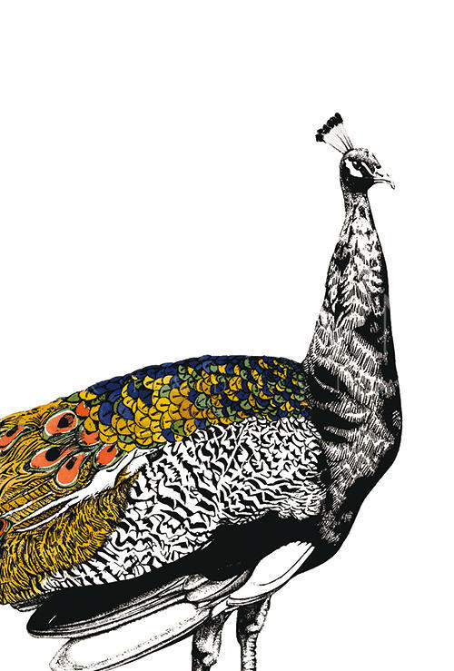 Gilded Peacock Ⅰ