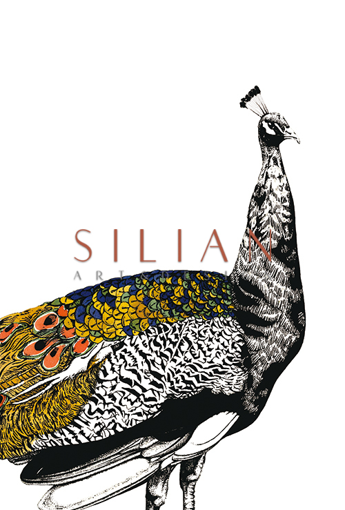 Gilded Peacock Ⅰ