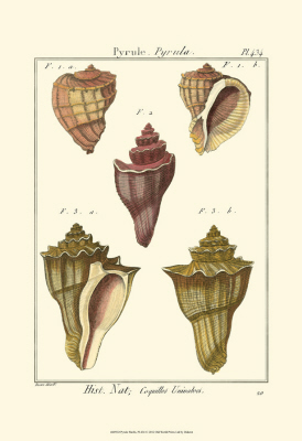 Pyrule Shells