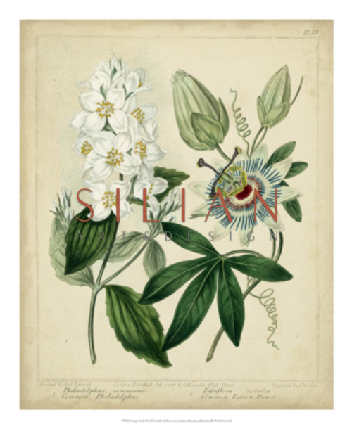 Cottage Florals II