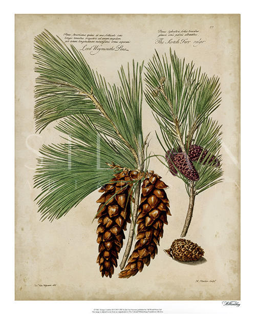 Antique Conifers IV