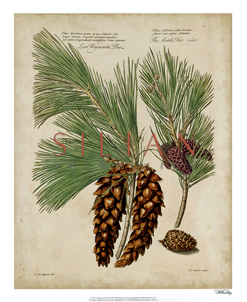 Antique Conifers IV