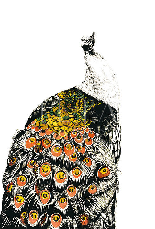 Gilded Peacock Ⅴ
