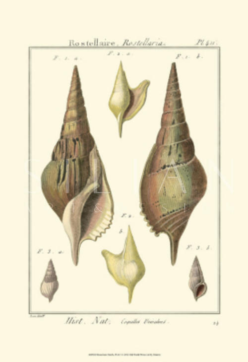 Pyrule Shells