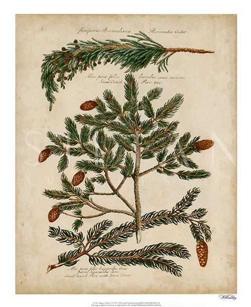 Antique Conifers II