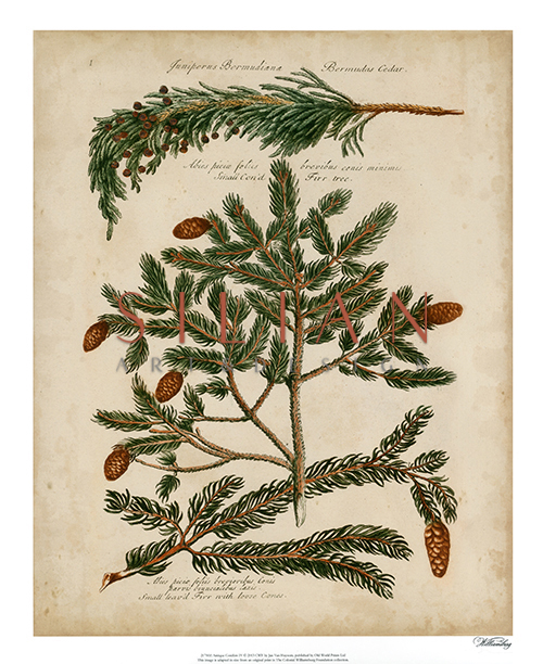Antique Conifers II