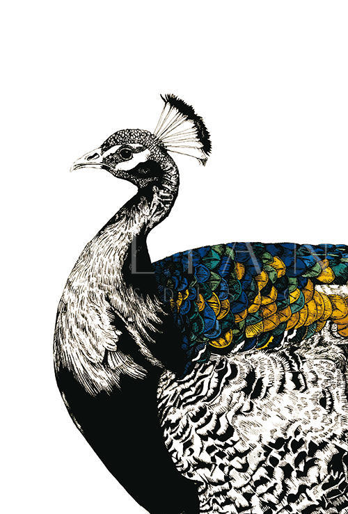Gilded Peacock Ⅳ