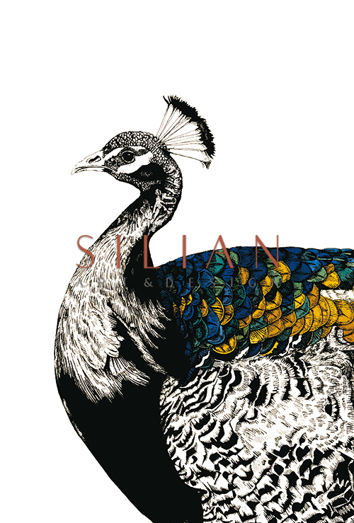 Gilded Peacock Ⅳ