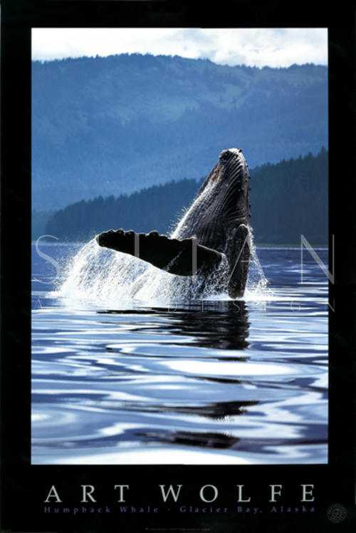 Humpback Whale 