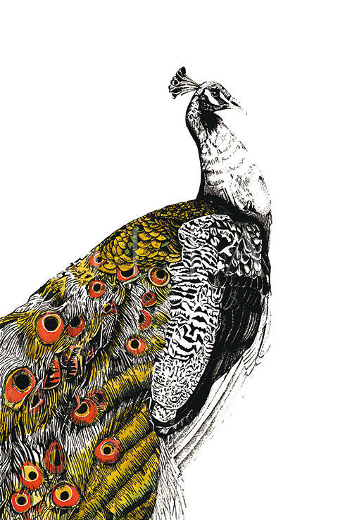 Gilded Peacock Ⅱ