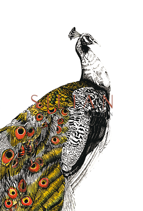 Gilded Peacock Ⅱ