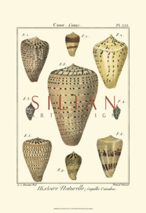 Pyrule Shells