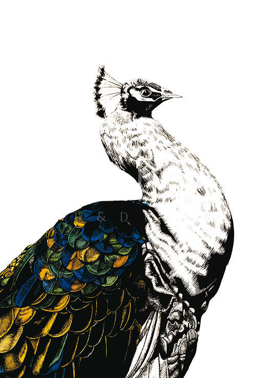 Gilded Peacock Ⅵ