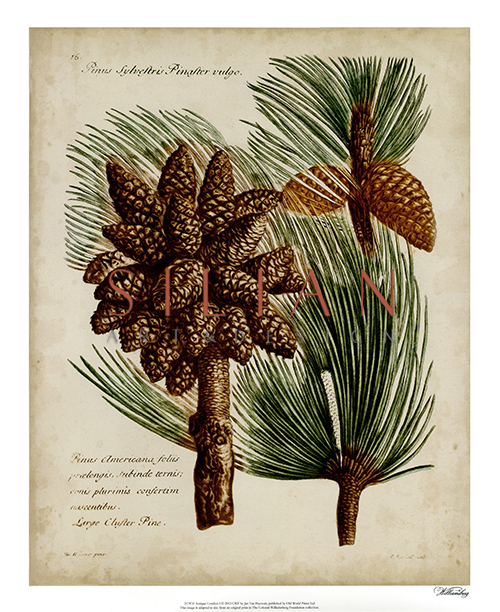 Antique Conifers I