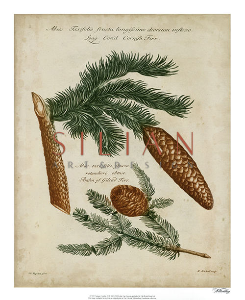 Antique Conifers III