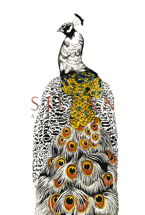 Gilded Peacock Ⅲ