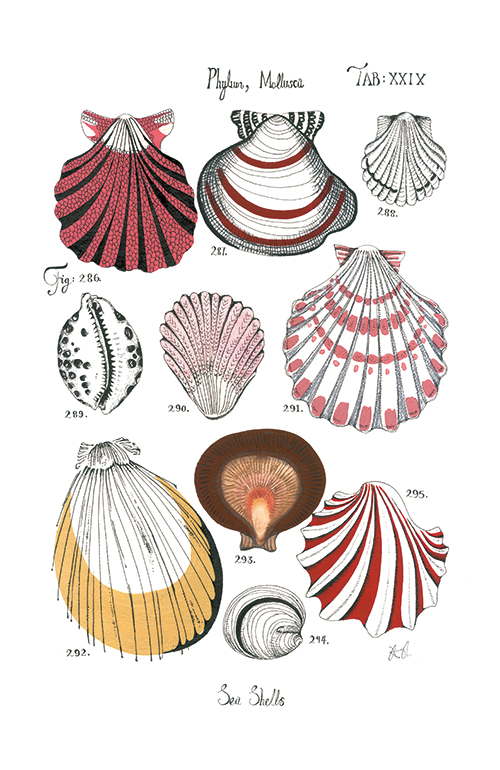 Coastal Shell Schematic V