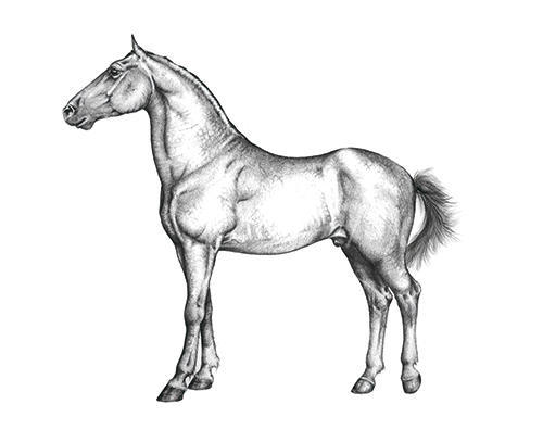 Wild Horse Portrait