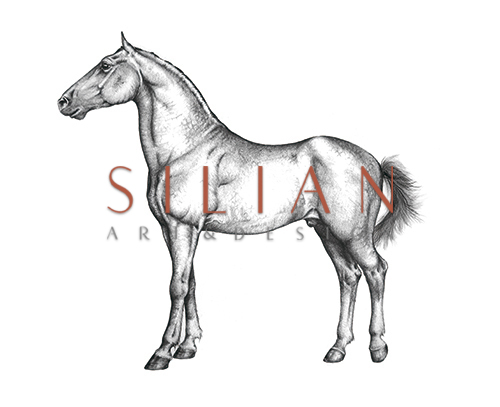 Wild Horse Portrait