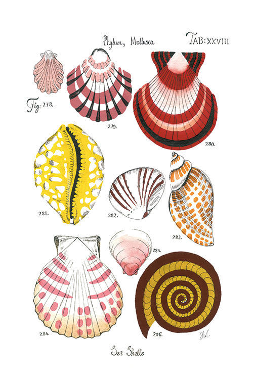 Coastal Shell Schematic VII