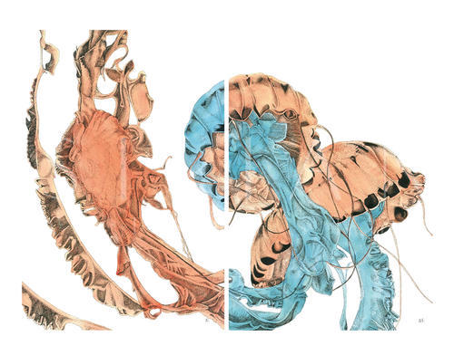 Marine Life Combination Chart I