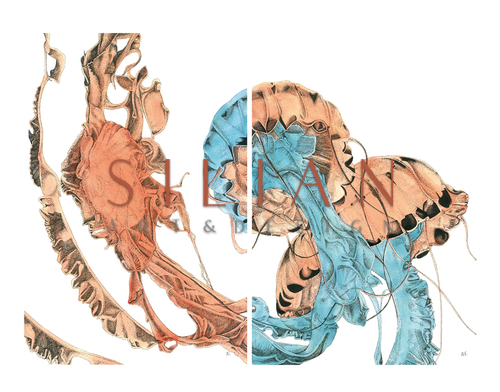 Marine Life Combination Chart I