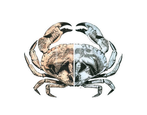 Marine Life Combination Chart  IV
