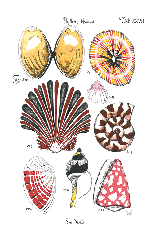 Coastal Shell Schematic IV
