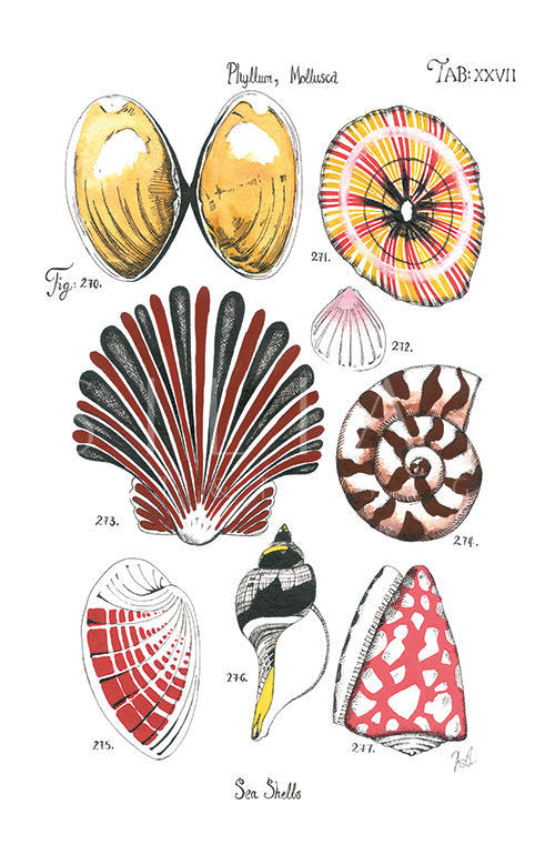 Coastal Shell Schematic IV