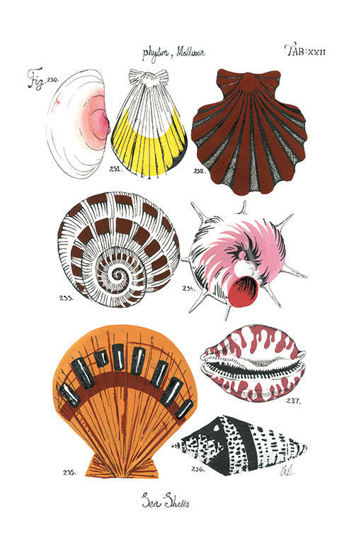 Coastal Shell Schematic III