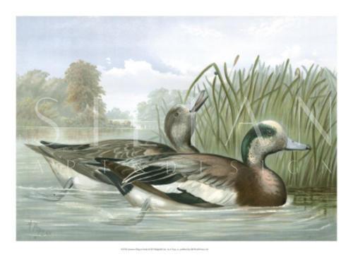 American Wigeon Ducks