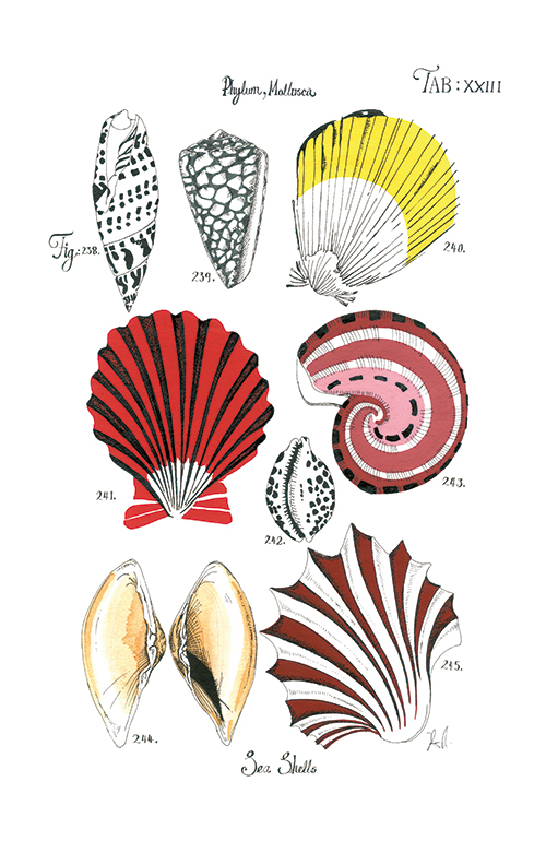 Coastal Shell Schematic I