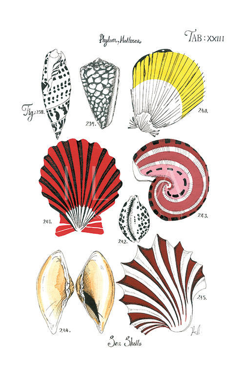 Coastal Shell Schematic I