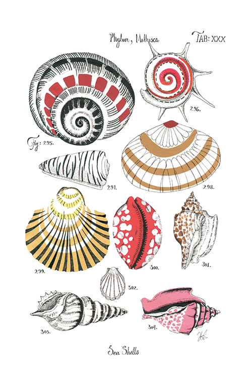Coastal Shell Schematic II