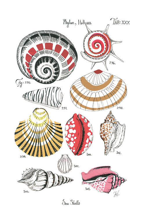 Coastal Shell Schematic II