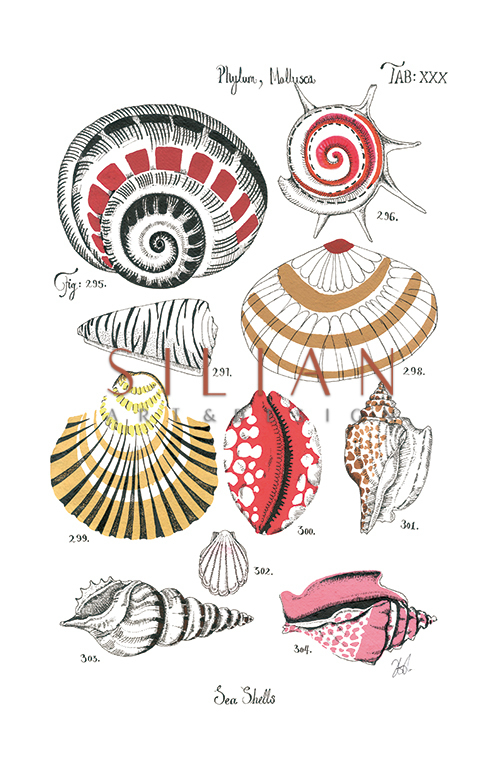 Coastal Shell Schematic II
