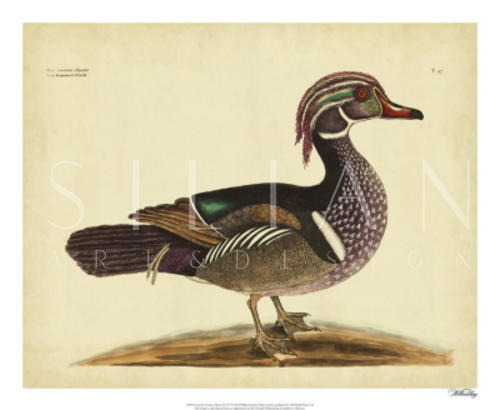 Catesby White-face Teal, Pl. T100