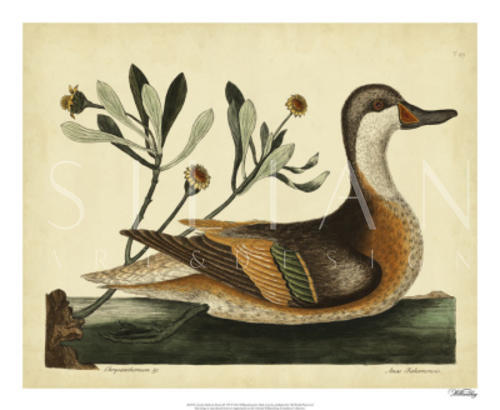 Catesby Ilatheria Duck, Pl. T93