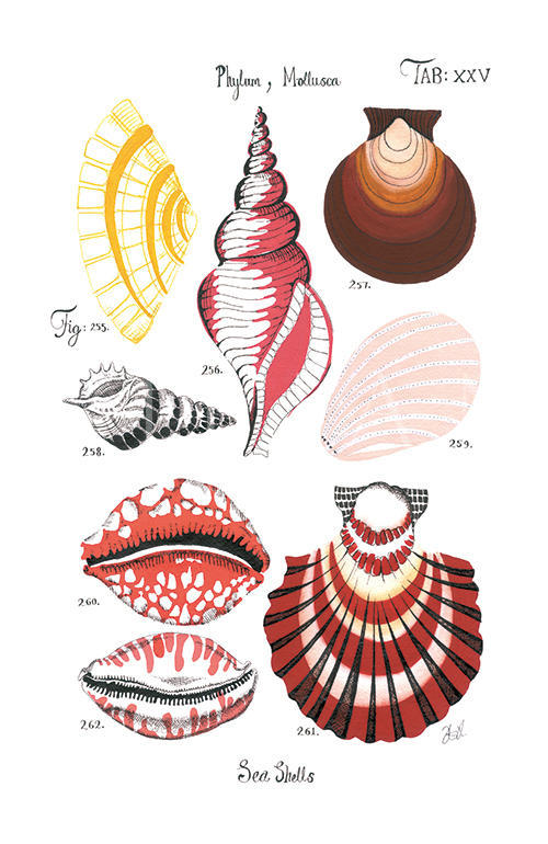 Coastal Shell Schematic VI