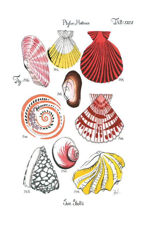 Coastal Shell Schematic IX