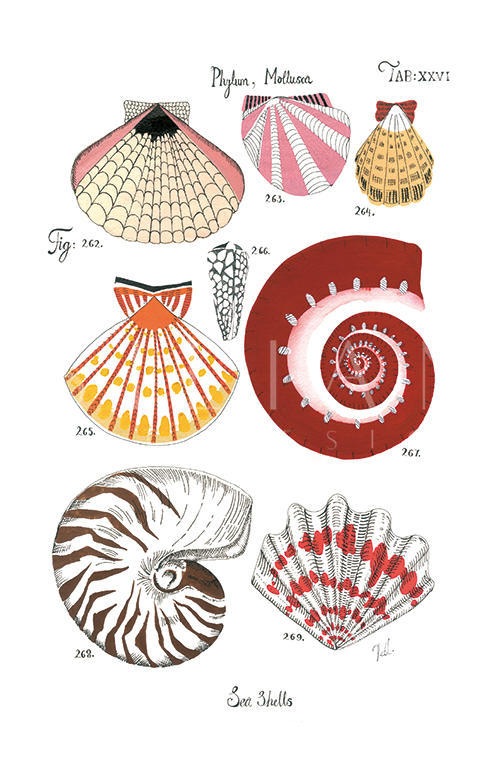 Coastal Shell Schematic VIII