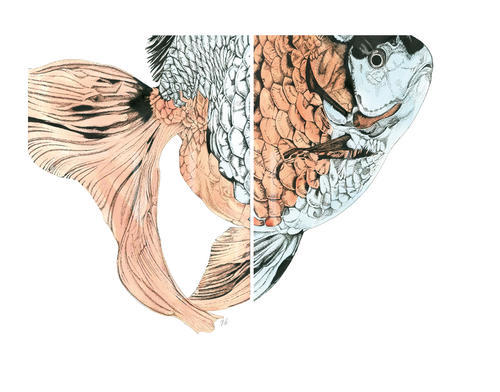 Marine Life Combination Chart  III