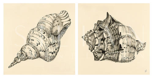 Shell II