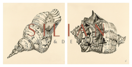 Shell II