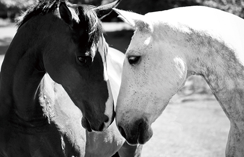 Beautiful Horse Ⅱ