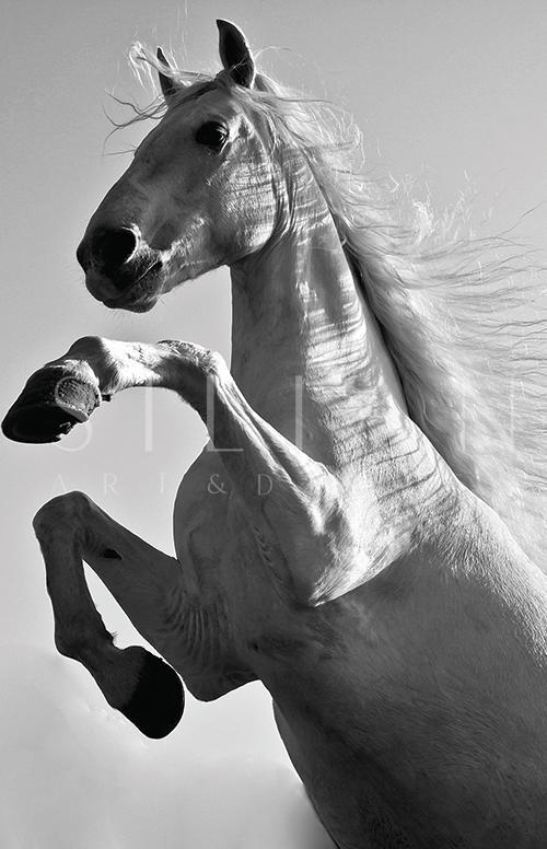 Beautiful Horse Ⅳ