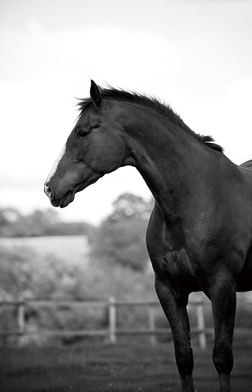 Beautiful Horse Ⅲ