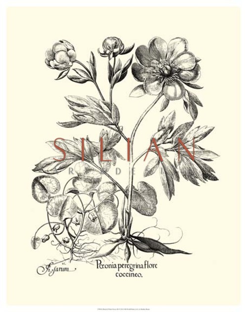Black and White Besler Peony II